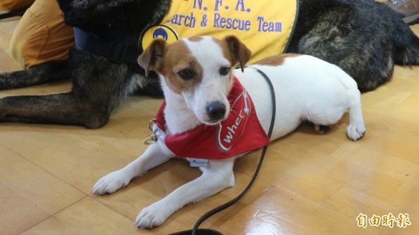 圖片出自於新聞-全世界最小隻搜救犬「樂樂」 超Ｑ模樣萌翻全場。https://news.ltn.com.tw/news/life/breakingnews/2408445