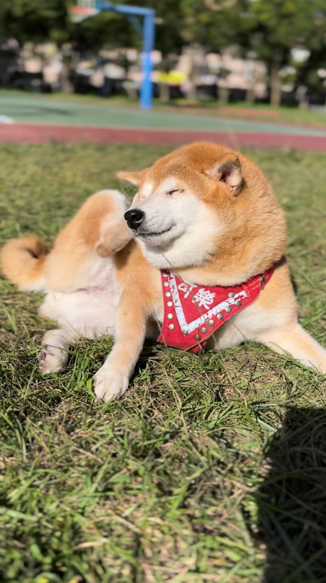 照片取自臉書粉專-安溪國中校犬【可樂】