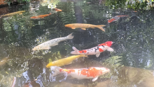 照片來自於photo-ac.com