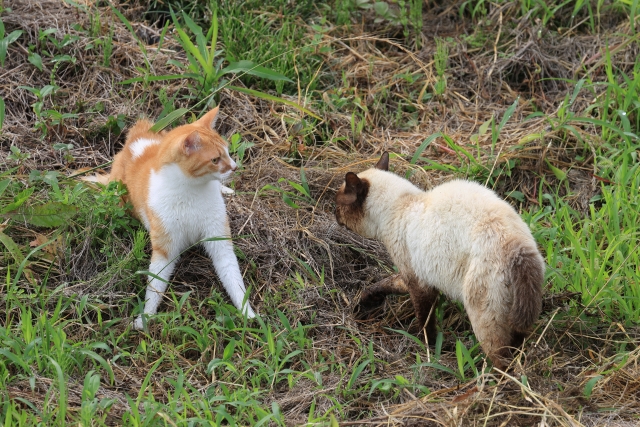 若我們很單一地將事件區分為對與錯，我們會不會就錯過機會，去看見一個生命內在真正的需求是什麼。