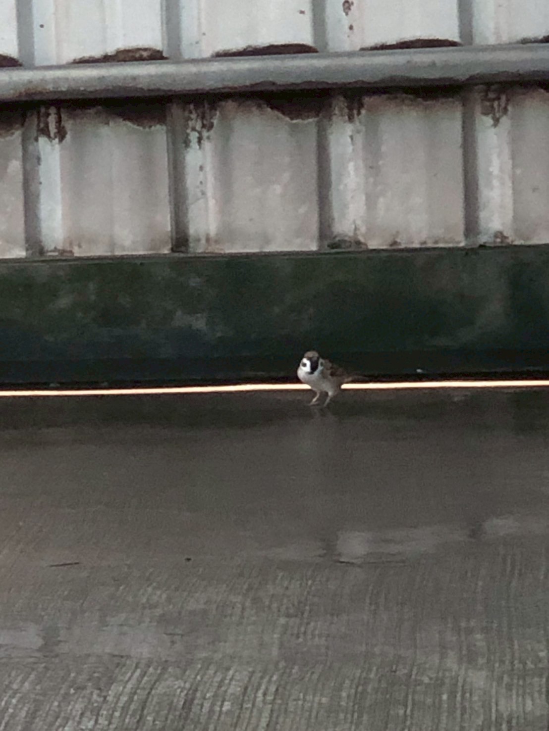 對面車格的地面上濕漉漉的，大概是前一位車主洗車所留下的水，麻雀開心地喝著水。