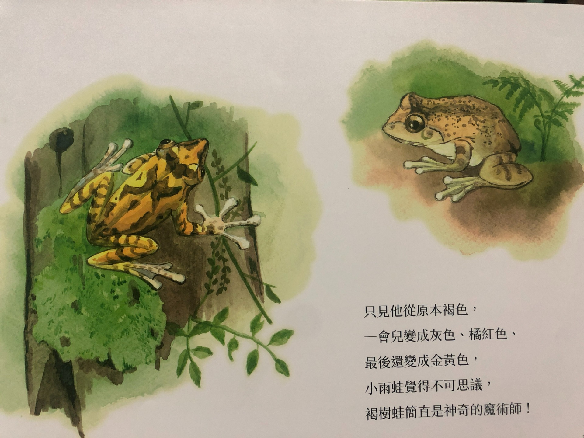 認識許多種類青蛙、蟾蜍，了解到光是「蛙」就有數十種，習性跟專長各不相同